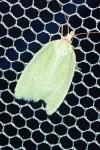 Tortrix viridana