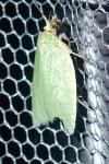 Tortrix viridana