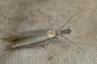 Pleurota aristella