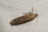 Platyedra subcinerea