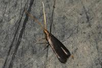 Lecithocera nigrana