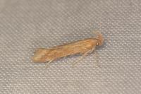 Metzneria aestivella