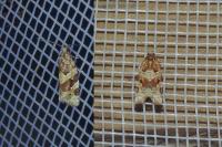 Argyrotaenia ljungiana