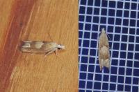 Eucosma conterminana