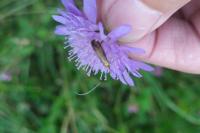 Nemophora metallica