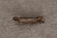 Acrolepiopsis vesperella