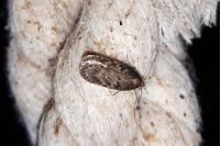 Depressaria albipunctella