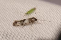 Episcythris triangulella