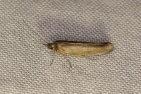 Scythris