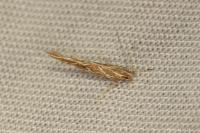 Pyroderces argyrogrammos