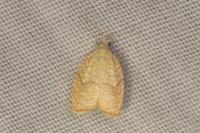 Acleris forsskaleana