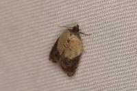 Acleris variegana