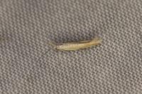 Coleophora
