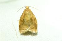 Archips