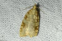 Aleimma loeflingiana