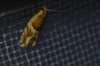 Ancylis comptana