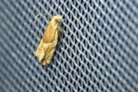 Ancylis
