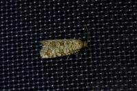 Isotrias