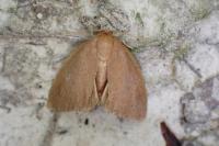 Heterogenea asella