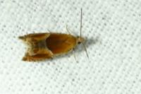 Ancylis obtusana