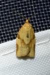 Clepsis consimilana