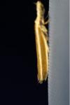 Pleurota