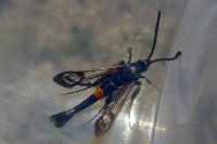 Synanthedon myopaeformis