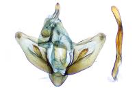 Crassa tinctella
