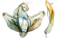 Crassa tinctella