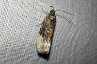 Hedya nubiferana