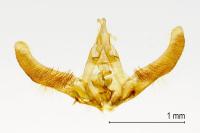 Hedya nubiferana