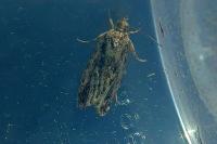 Zeiraphera isertana