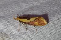 Harpella forficella
