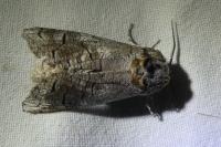 Cossus cossus