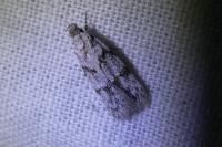 Symmoca signatella