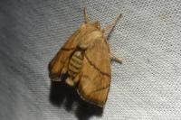 Apoda limacodes
