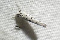 Yponomeuta plumbella