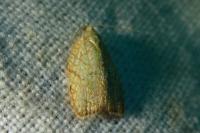 Acleris forsskaleana