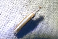 Pleurota aristella