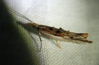 Ypsolopha scabrella