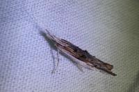 Ypsolopha scabrella