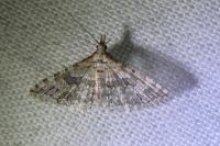 Alucita zonodactyla