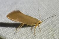 Crassa unitella