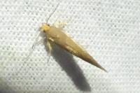 Crassa unitella