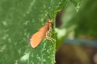 Crassa unitella