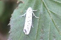 Yponomeuta