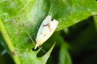 Agapeta hamana