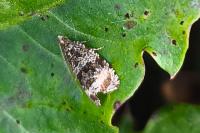 Celypha lacunana