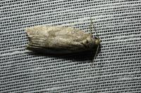 Cnephasia