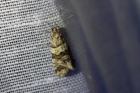 Isotrias rectifasciana